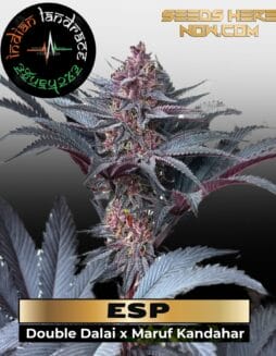 ESP (Regular) (space) Indian Landrace