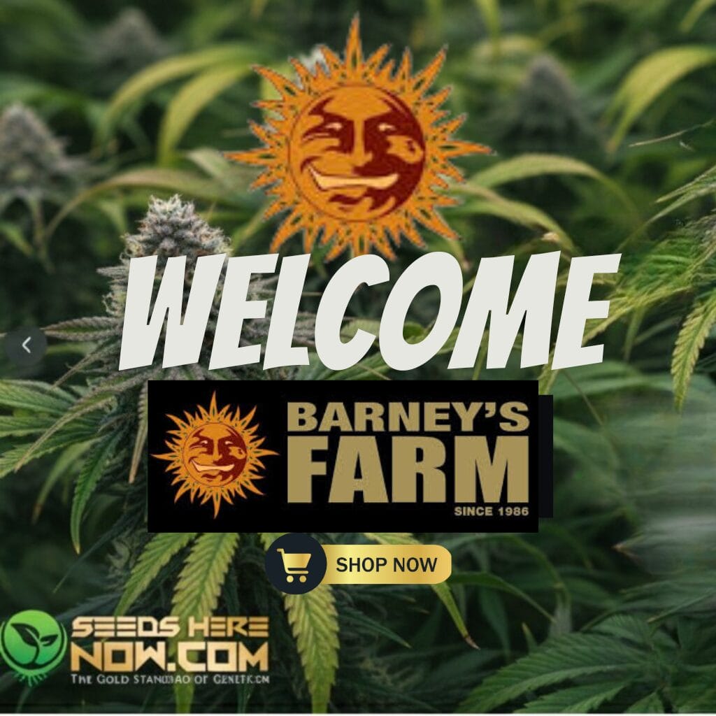 Autoflower Seeds Promotion