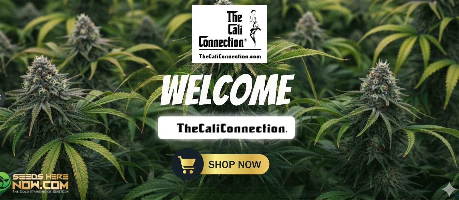 Autoflower Seeds Promotion