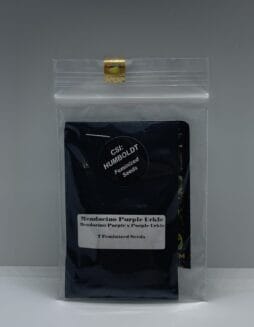 Mendocino Purple Urkle (Feminized) (space) CSI Humboldt