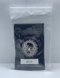 Zephyr (Regular) (space) Lucky Dawg Seed Co