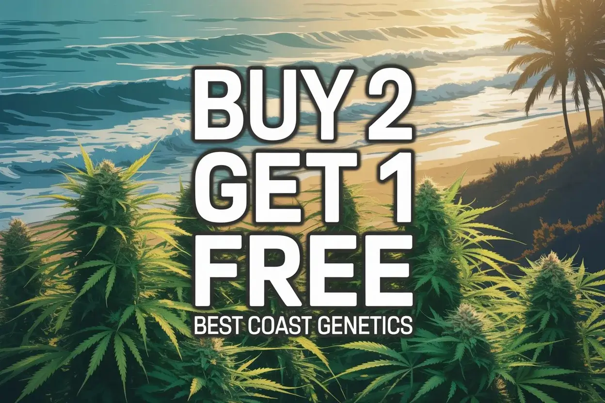Autoflower Seeds Promotion