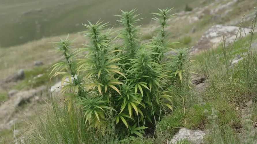 Cannabis Ruderalis: The Wild Ancestor Transforming Modern Cannabis Breeding