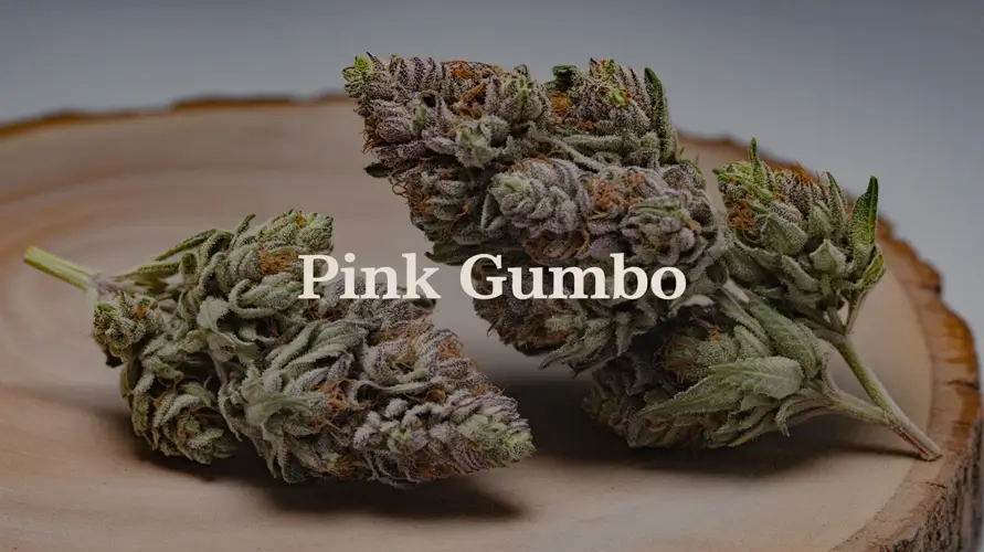 Pink Gumbo Strain Review: Sweet, Heavy Indica Bliss – Pink Gumbo Strain Review: Sweet, Heavy Indica Bliss cannabis seeds – Seeds Here Now
