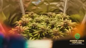 Pink Passion Strain Review | Show and Grow Guide cannabis seeds – Seeds Here Now