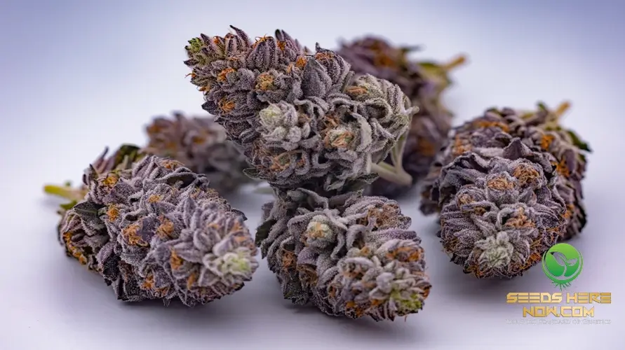 Purple Gumbo Strain Review: Flavor, Effects, and Grow Tips