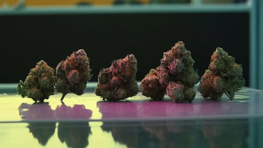 Five cannabis buds on display.