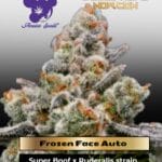 Frozen Face Auto (Feminized) - Anesia Seeds
