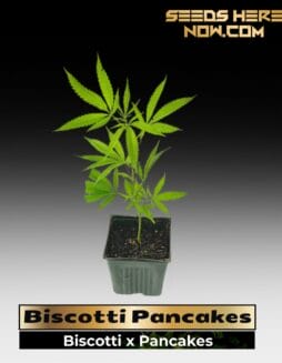 Biscotti Pancakes (Clones) – ACC