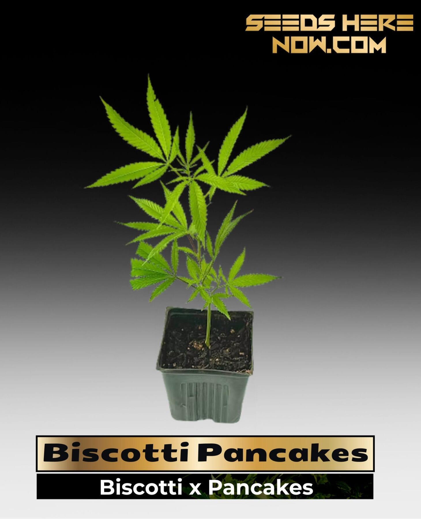Biscotti Pancakes (Clones) – ACC
