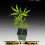 Lemon Lollipop (Clones) – ACC