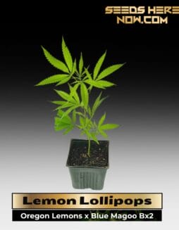 Lemon Lollipop (Clones) – ACC