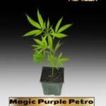 Magic Purple Petro (Clones) – ACC
