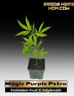 Magic Purple Petro (Clones) – ACC