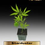 Starduster (Clones) – ACC