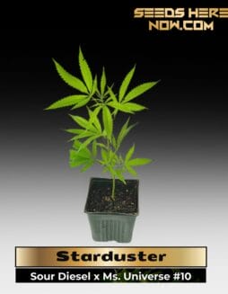 Starduster (Clones) – ACC