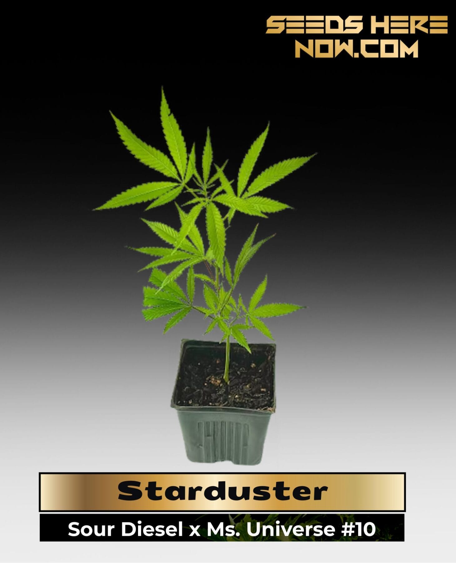 Starduster (Clones) – ACC