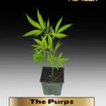 The Purpz (Clones) – ACC