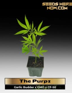 The Purpz (Clones) – ACC