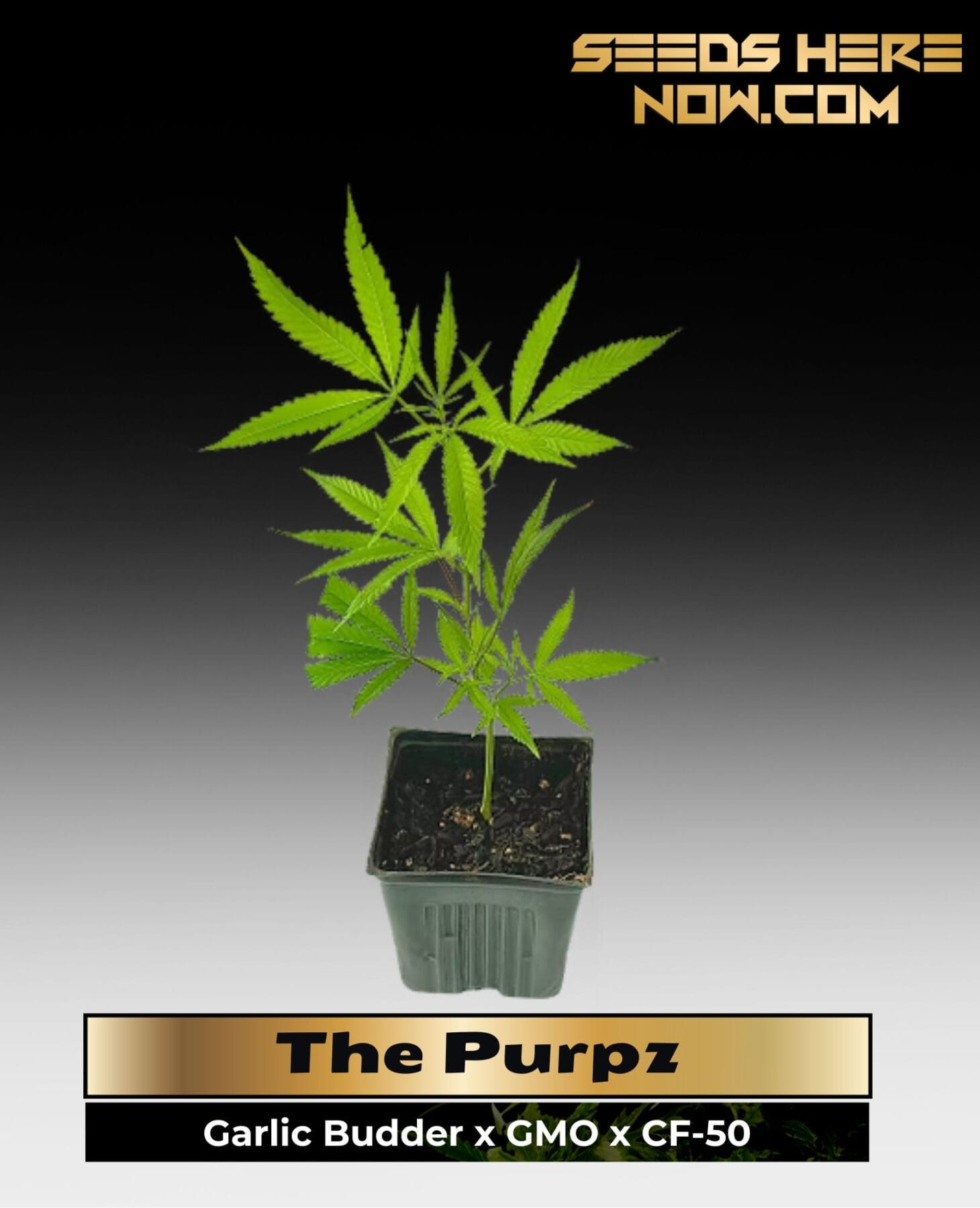 The Purpz (Clones) – ACC