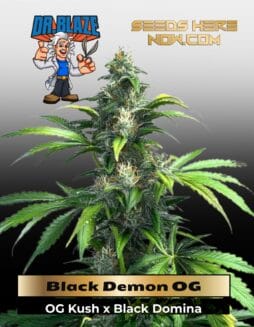 Black Demon Og (Feminized) (Space) Dr. Blaze – Black Demon OG (Feminized) (space) Dr. Blaze