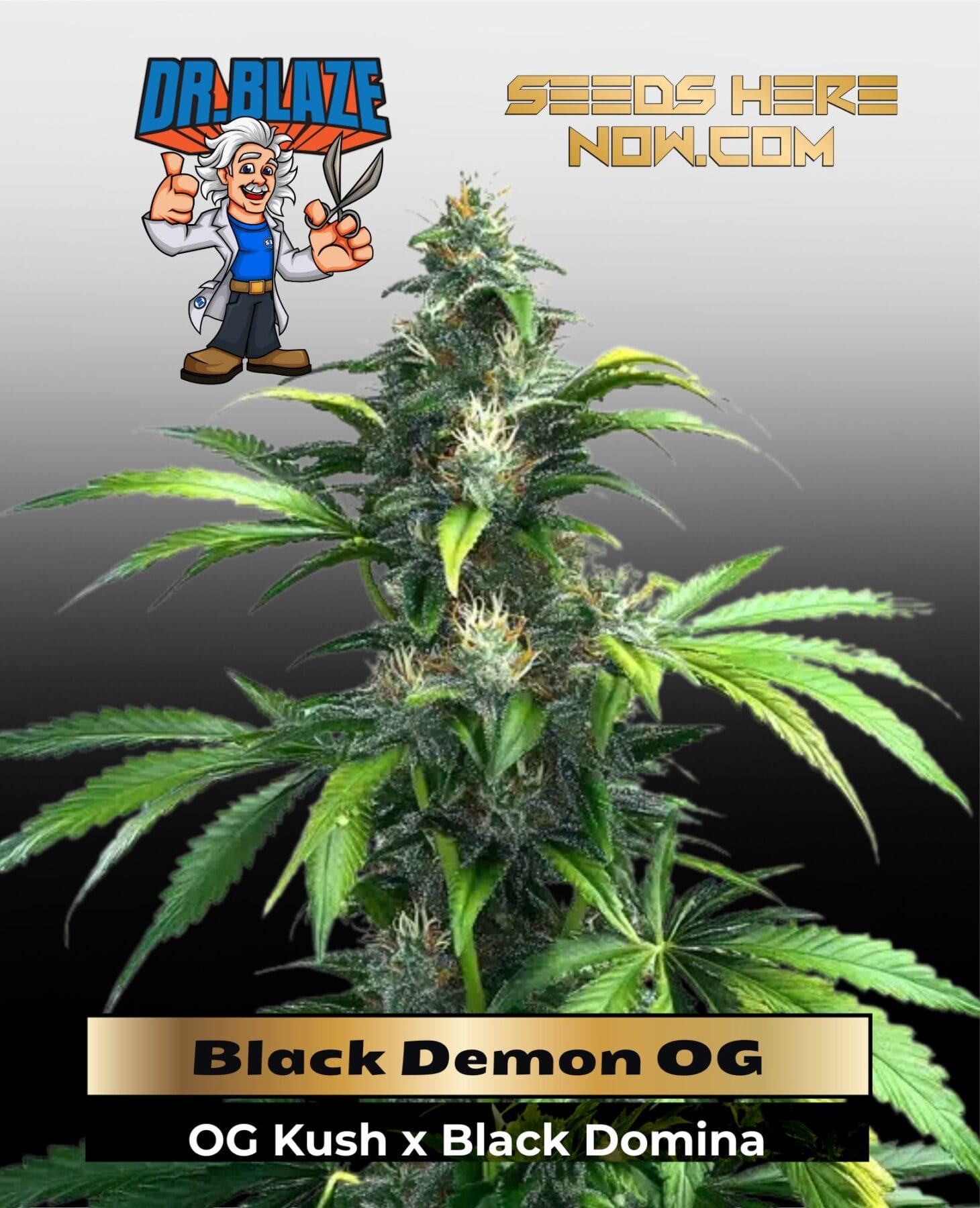 Black Demon OG (Feminized) - Dr. Blaze