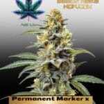 Permanent Marker x Zangria (Feminized) - Pure XX