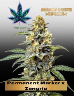Permanent Marker X Zangria (Feminized) (Space) Pure Xx – Permanent Marker x Zangria (Feminized) (space) Pure XX