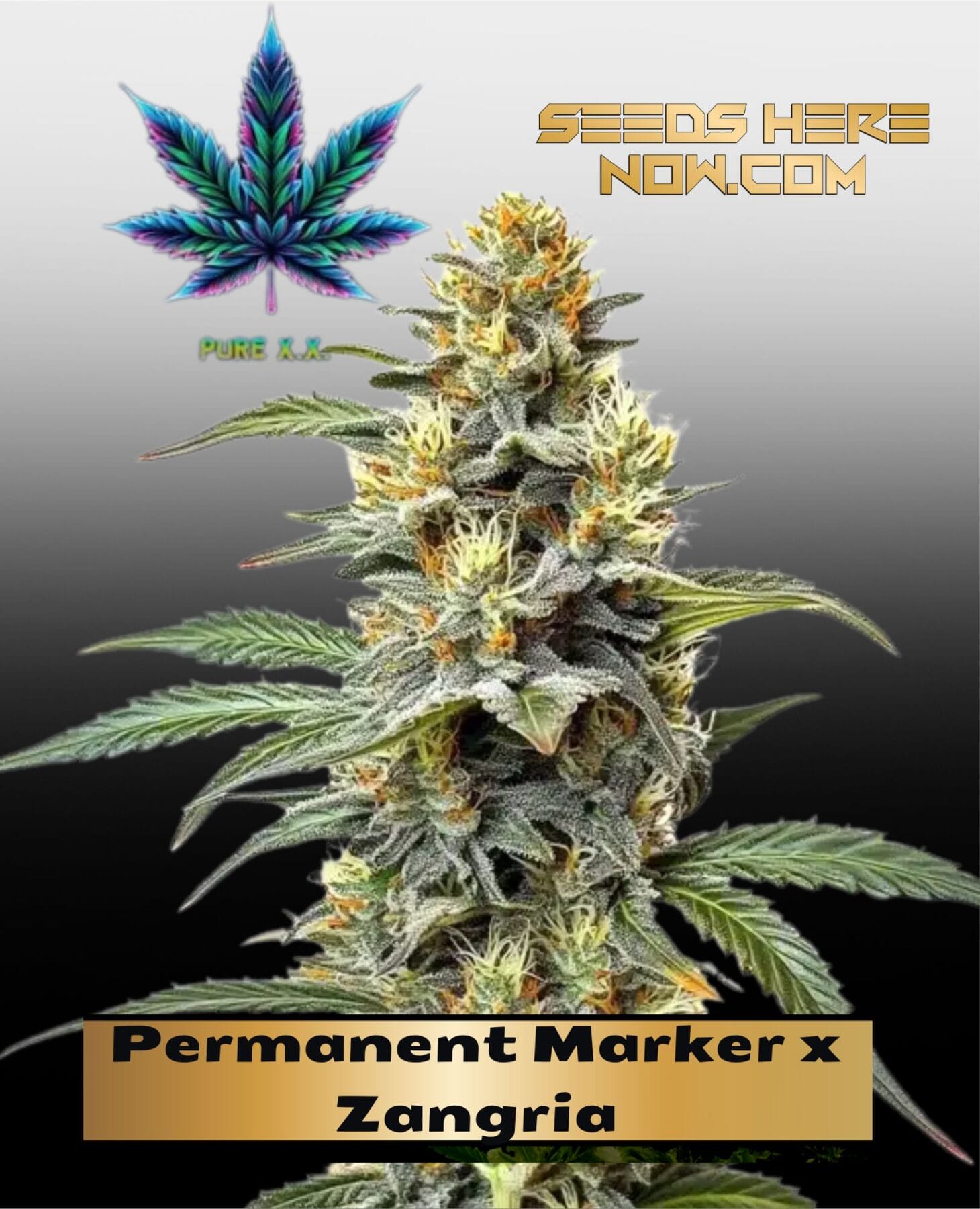 Permanent Marker x Zangria (Feminized) - Pure XX