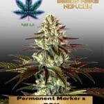 Permanent Marker x RS11 (Feminized) - Pure XX