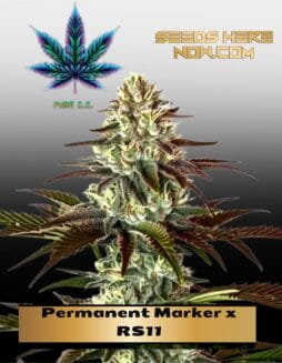 Permanent Marker X Rs11 (Feminized) (Space) Pure Xx – Permanent Marker x RS11 (Feminized) (space) Pure XX