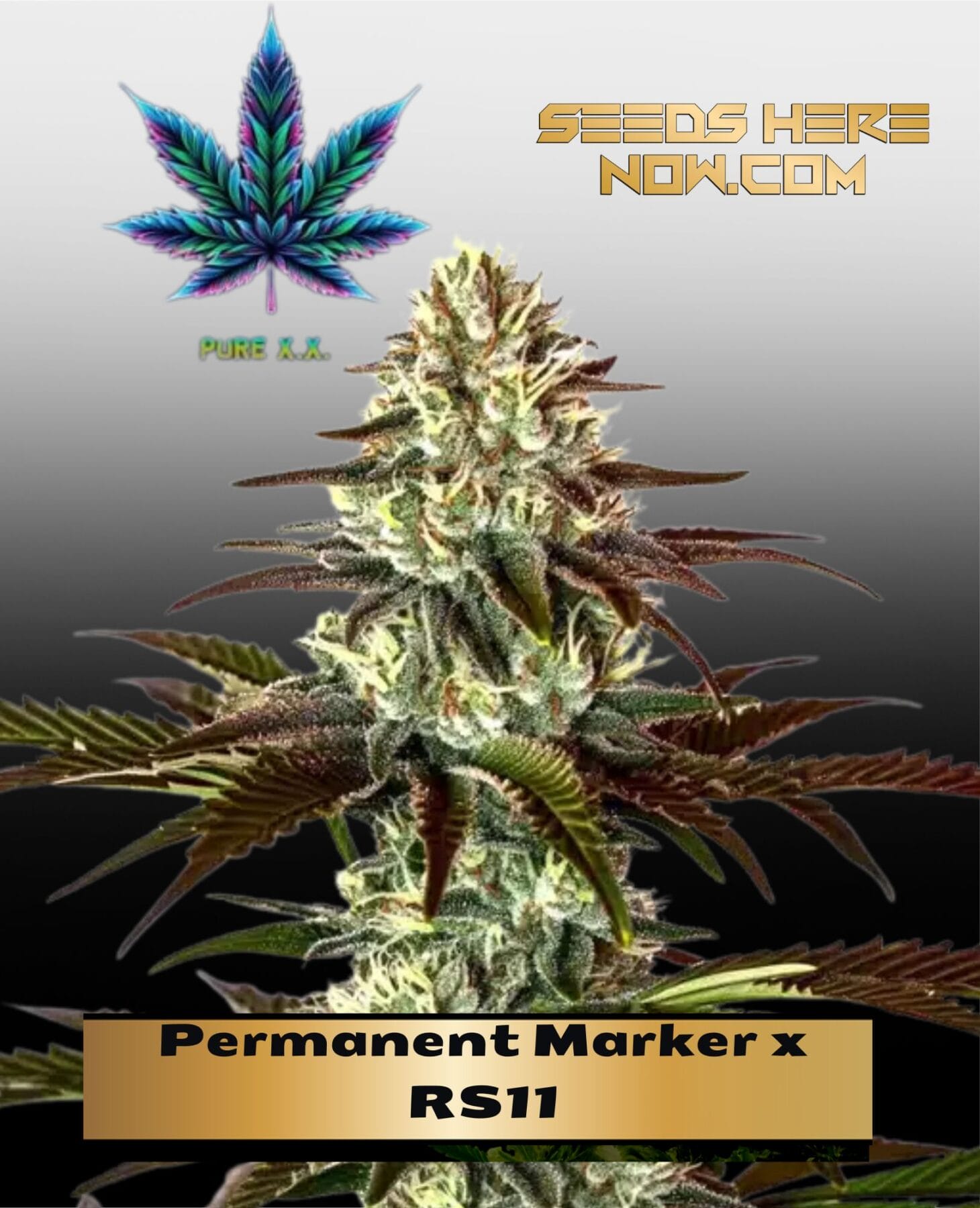 Permanent Marker x RS11 (Feminized) - Pure XX