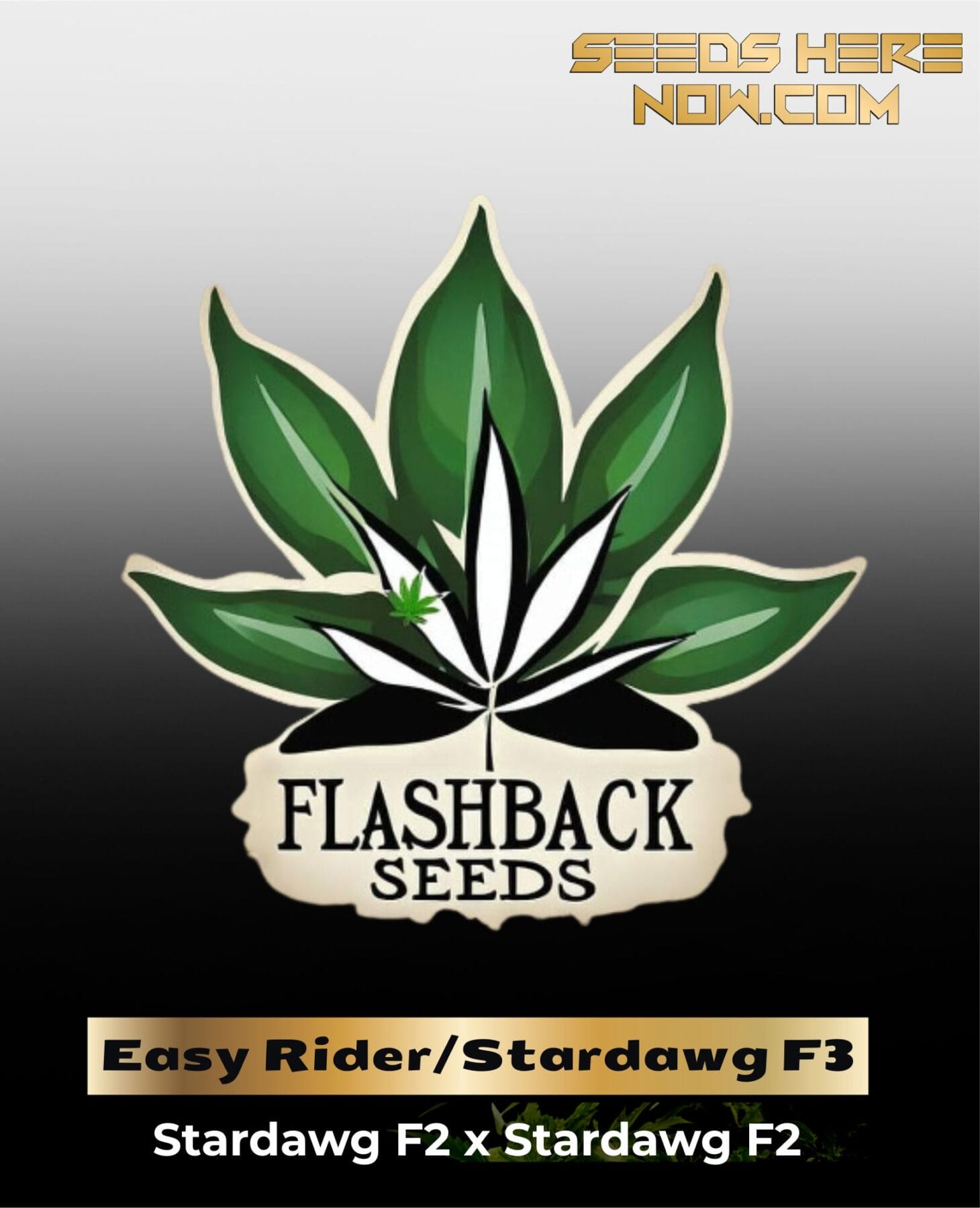 ひろとも様　ランツ 1ml &パープルクッシュ3g Buy Indica Cannabis Seeds | Shop the Best Breeders at Seeds Here Now