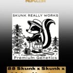 88 Skunk x Skunk x Afghani Landrace (Regular) - Skunk Really Works