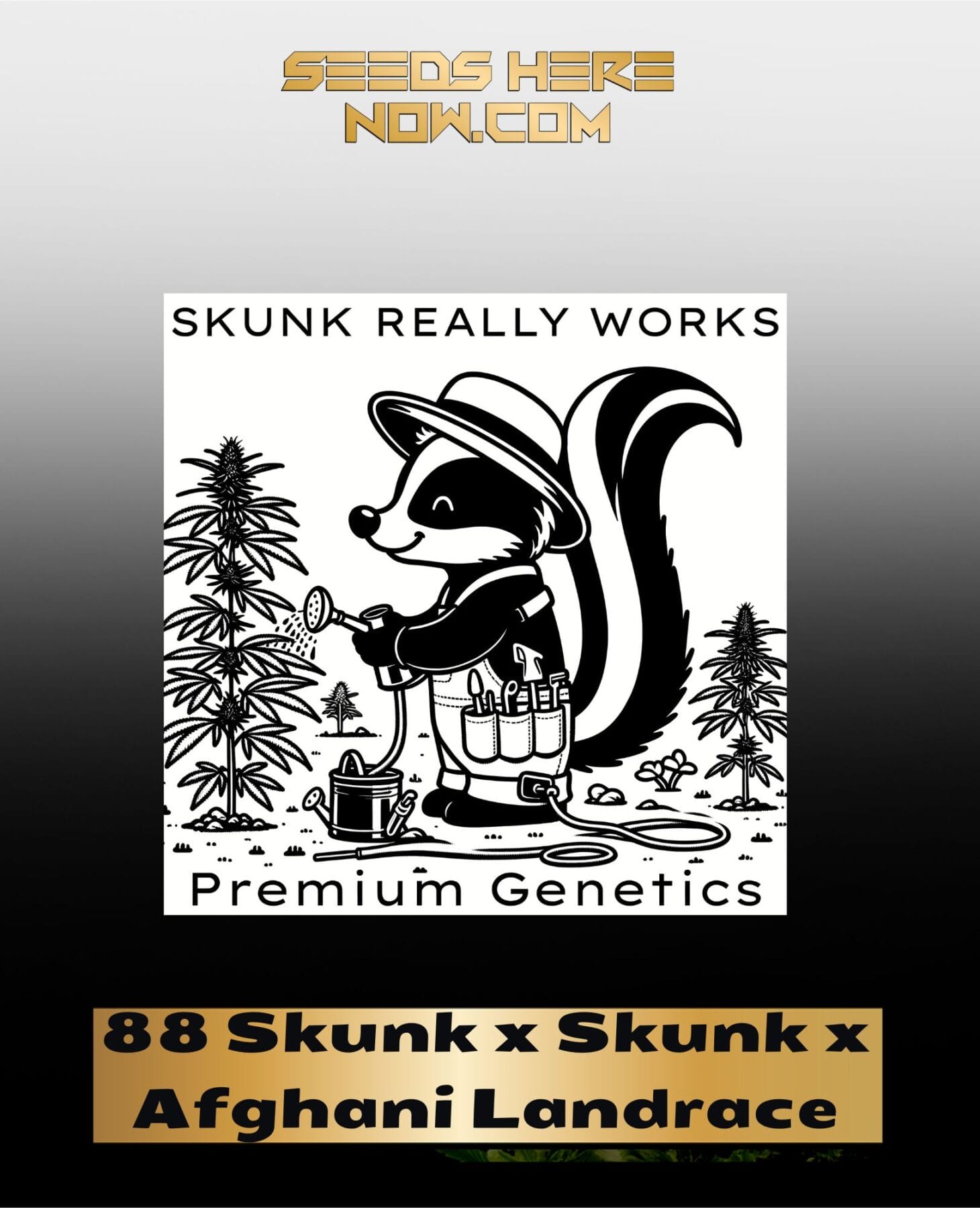 88 Skunk x Skunk x Afghani Landrace (Regular) - Skunk Really Works