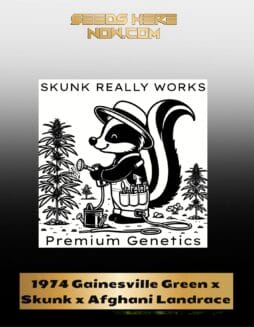 1974 Gainesville Green x Skunk x Afghani Landrace (Regular) (space) Skunk Really Works