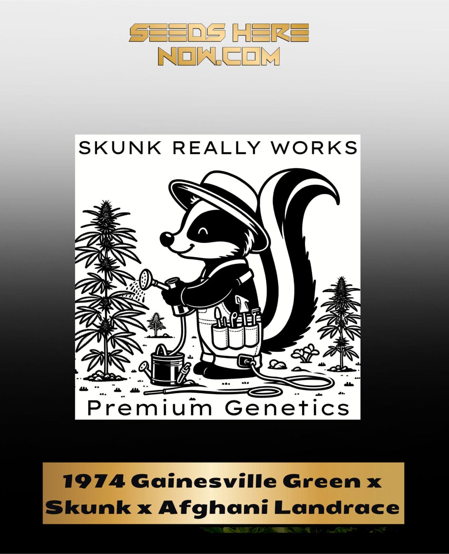 1974 Gainesville Green x Skunk x Afghani Landrace (Regular) - Skunk Really Works
