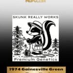 1974 Gainesville Green x Tuna Kush (Regular) - Skunk Really Works