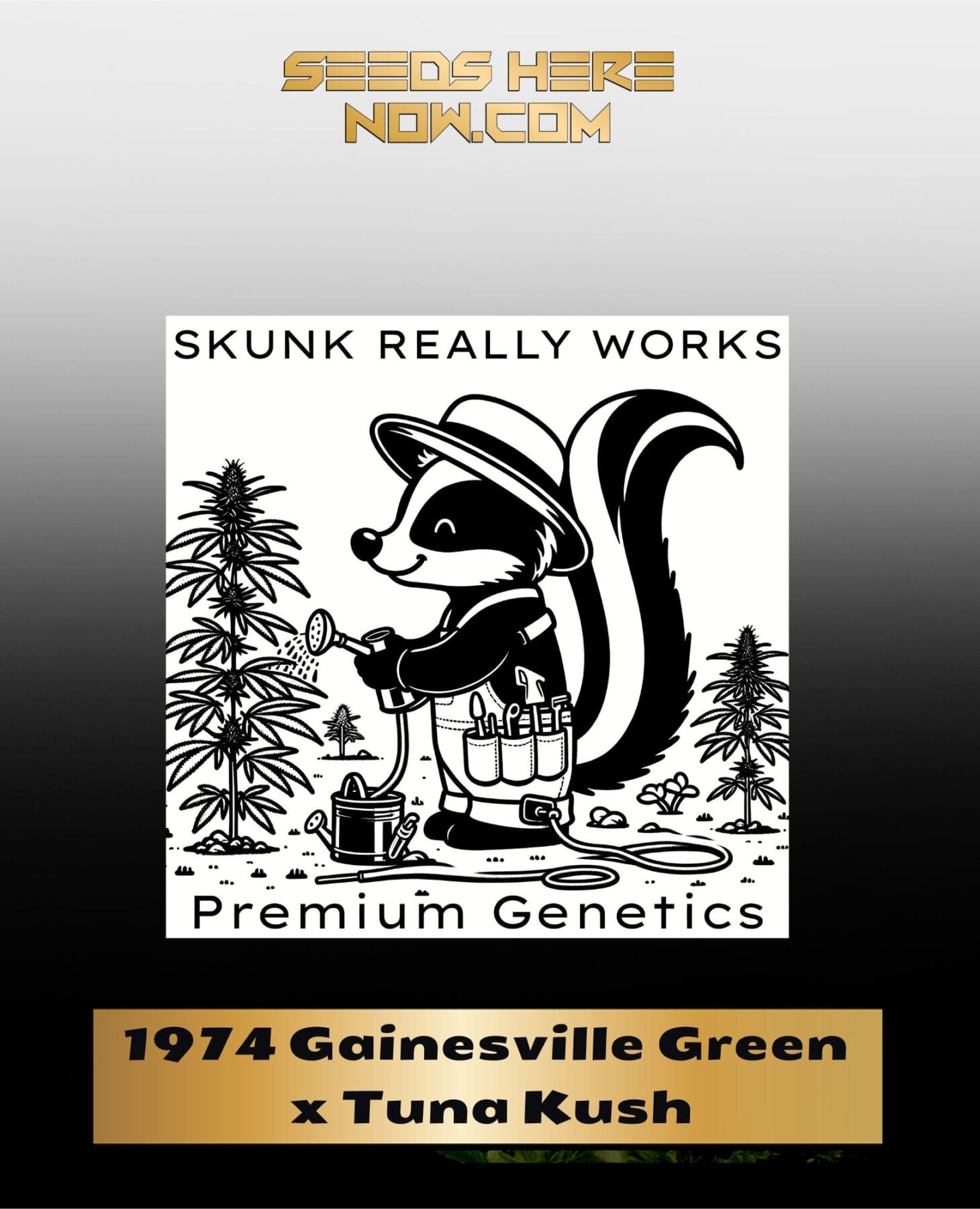1974 Gainesville Green x Tuna Kush (Regular) - Skunk Really Works