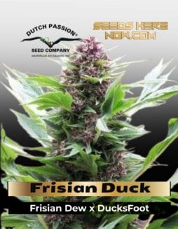 Frisian Duck (Feminized) (space) Dutch Passion