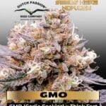 GMO FAST (Feminized) - Dutch Passion
