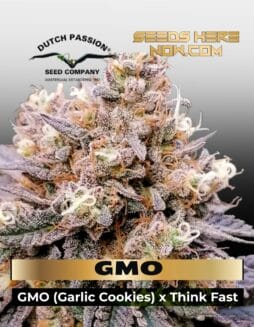 GMO FAST (Feminized) (space) Dutch Passion