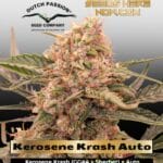 Kerosene Krash Auto (Feminized) - Dutch Passion