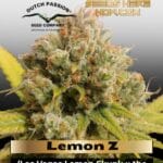 Lemon Z (Feminized) - Dutch Passion