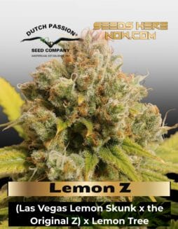 Lemon Z (Feminized) (space) Dutch Passion