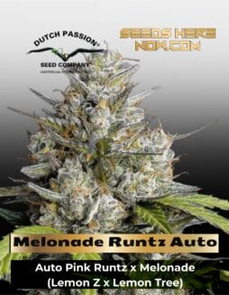 Melonade Runtz Auto (Feminized) (space) Dutch Passion