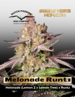 Melonade Runtz (Feminized) (space) Dutch Passion