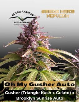 Oh My Gusher Auto (Feminized) (space) Dutch Passion