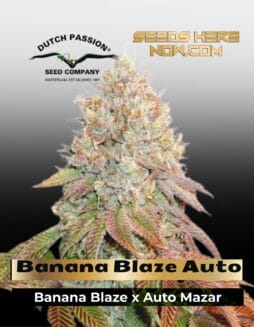 Banana Blaze Auto (Feminized) (space) Dutch Passion