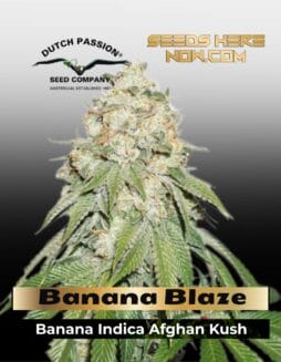 Banana Blaze (Feminized) (space) Dutch Passion